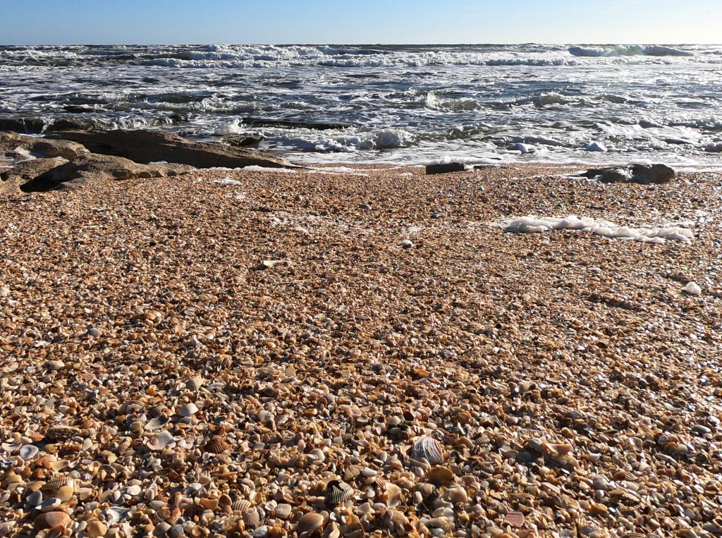 seashells on the beach