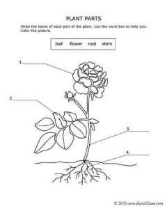 Plant Parts - Science Lesson - genius777.com PRINTABLES